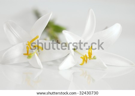 White lily. Two flowers on glossy white background