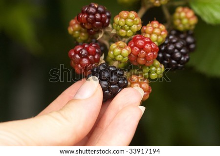Woman hand pick off blackberry from bush