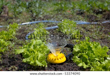 Yellow sprinkler over lawn watering fresh lettuce