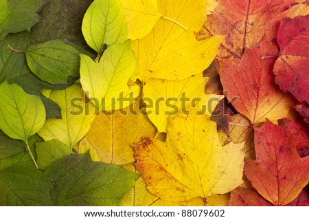 Beautiful fallen leaves lying in tree color line: green, yellow, red. Autumn background.
