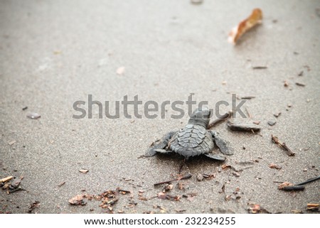 A baby turtle walks in a dirty sand in order to reach the sea following it\'s instinct