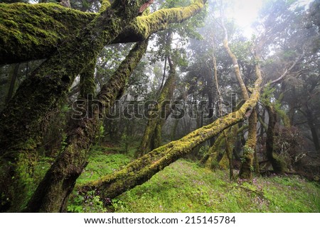 Deep forest in Garajonay National Park on La Gomera, Canary Islands (Las Islas Canarias).
Nature background.