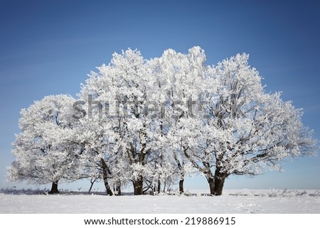 Beautiful winter landscape with trees in hoarfrost sunny day. Beautiful Christmas card.