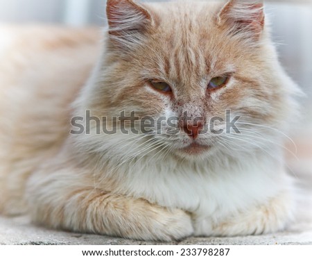 Portrait of green-eyed cat on white background.