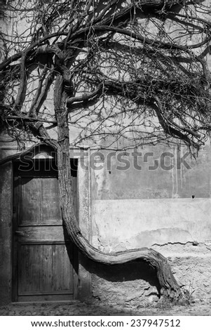 Old grape vine on the wall of ancient building and a wooden door.