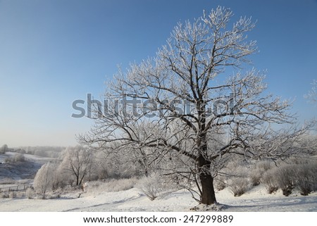 Winter morning landscape panorama with tree covered hoarfrost and snow at very cold weather.  Beautiful Christmas card.