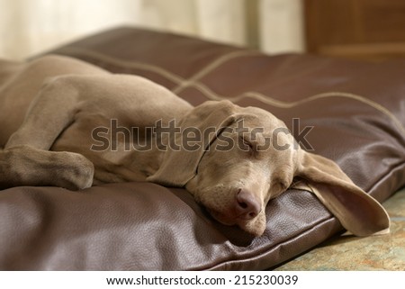 Dog asleep on leather bed at home