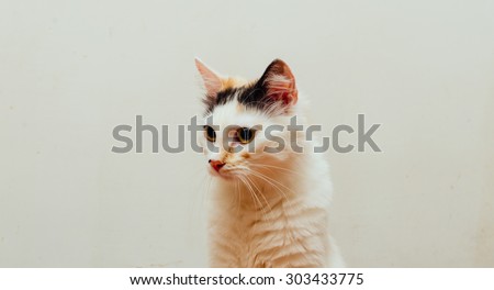 Portrait of the sitting white cat on the white background