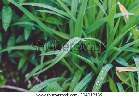 Green grass after rain and drops after rain with selective focus