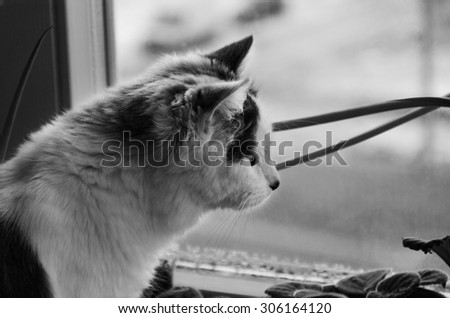 Black and white photo of the lonely cat looking out the window