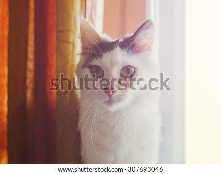 Cat portrait in the home on window with curtains and soft light os sun