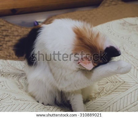 Cat cleaning herself while sitting on the home bed