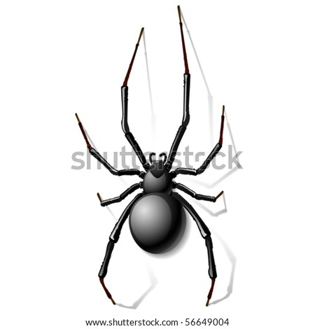 stock vector : Black widow spider. Vector.