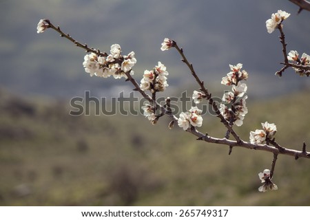 Blossoming Almond Tree Branch. Blurred landscape on background. Selective focus on branches and flowers. Back light, low contrast and saturation, vintage colors. Empty space for typography.