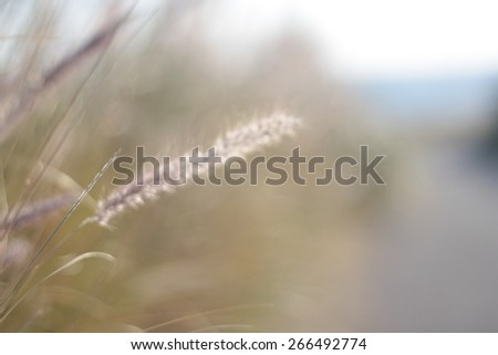 Relaxing background photo: a blurred countryside landscape on the road, selective focus on a blade of grass, very soft colors, backlight on a furry wild flower.