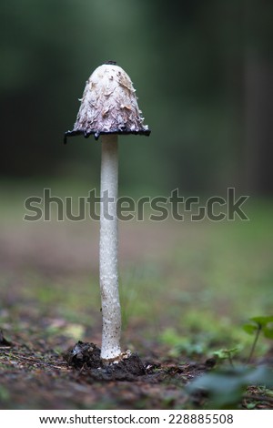 This mushroom is called Coprinus Comatus has a history closely associated with the history of the Second World War in Germany, was used as ink authenticity of documents, is an edible mushroom.