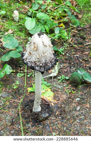 This mushroom is called Coprinus comatus has a history closely associated with the history of the Second World War in Germany, was used as ink authenticity of documents, is an edible mushroom.