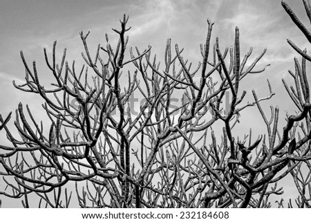 withered tree. Black and white
