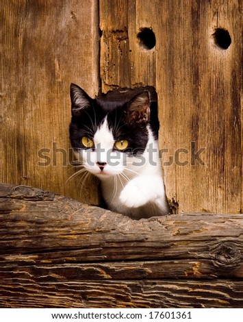 Photo: Cat peeking from Barn Door