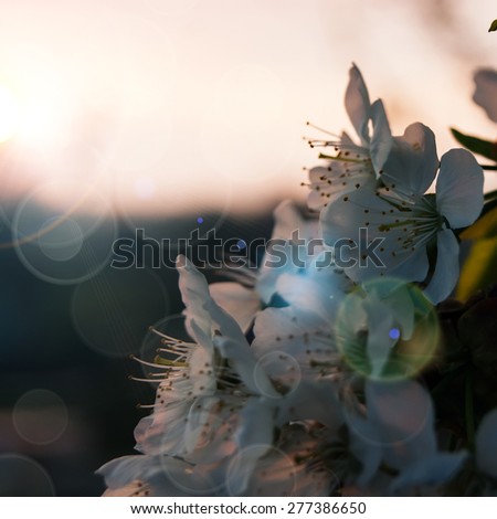closeup of the pear blossom in spring on the Sunset