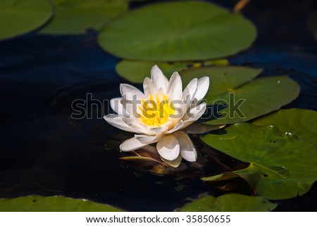 Water Lily with Lily Pads