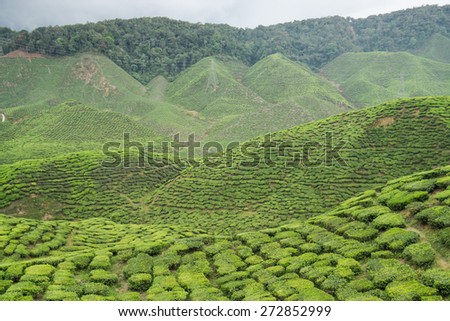 Beautiful scenery of Tea Plantation, Cameron Highlands, Malaysia