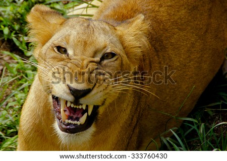 Close up of lion at its daily activity daily