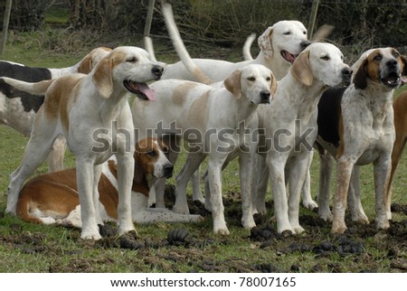 Pack of fox hounds waiting for the hunt
