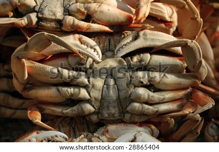 Detail abstract shot of several crabs