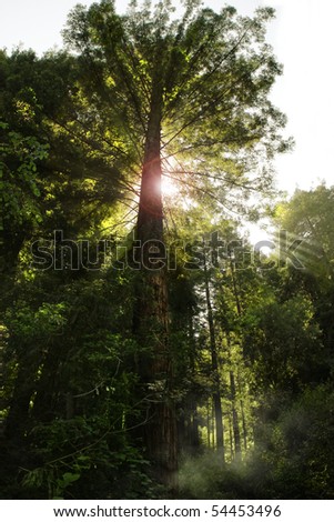 Tall redwood tree with sunlight rays coming through branches