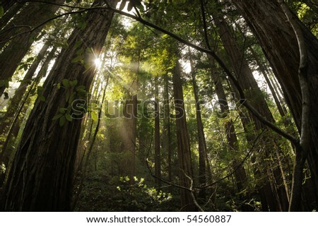Magical landscape photo of the redwood forest with rays of light coming through the trees