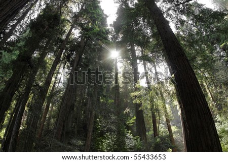 Magical landscape photo of the redwood forest with rays of light coming through the trees