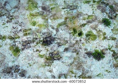 Sea floor seen through clear tropical waters with white sand and ocean vegetation