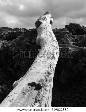 Driftwood on beach, black and white edition