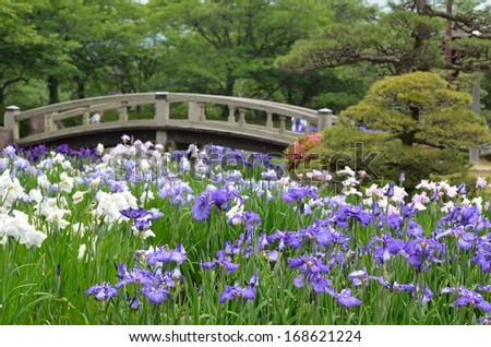 Iris ensata in Japanese garden