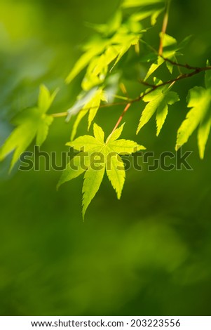 Green leaf of Japanese maple