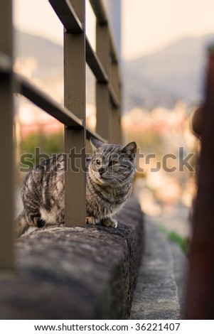 Stray cat in Nagasaki, Japan