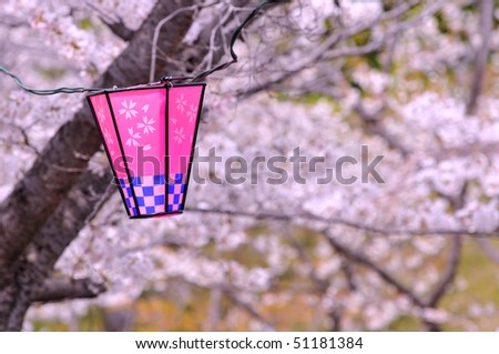 Sakura blossom and Japanese lantern