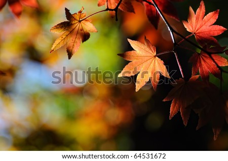 japanese maple leaf. stock photo : Japanese maple leaf