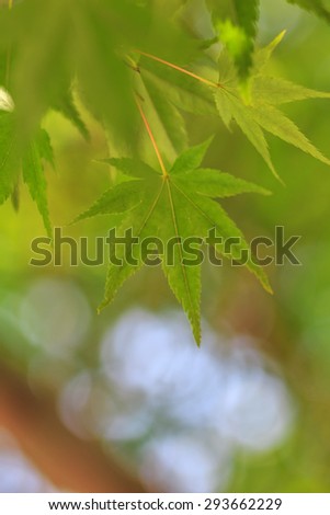 Green leaf of Japanese maple