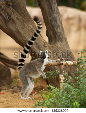 Curious Ring-tailed lemur (Lemur catta) trying to figure out how to turn on a water spout.