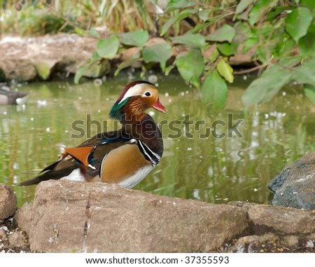 A beautiful colorful wood duck sitting on a rock by a pond.