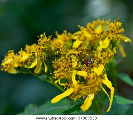 Nature image of a Lady Bug sitting in a flower.  Coccinellidae is a family of beetles, known variously as ladybugs or ladybirds.