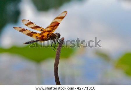 Red+dragonfly+wings