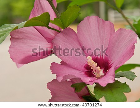 Beautiful blooming rose of sharon shrub shows the success of a green thumb.  Landscaping and gardening image with room for text on the bottom left.