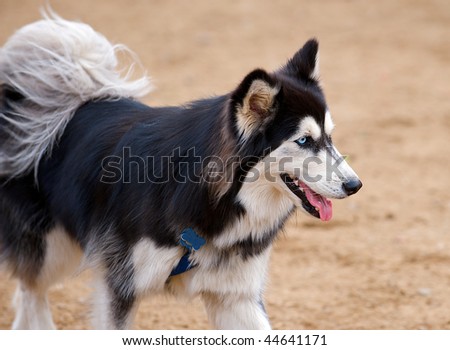 Selective focus image of Siberian Husky with beautiful blue eyes, panting while playing in the park.