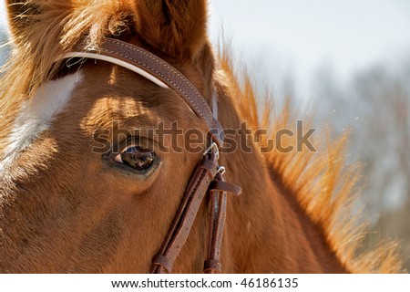 Fearful eye of a horse with the humans reflected in the eye.