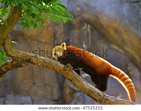 Backlit Red Panda (taxonomic name: Ailurus fulgens).  It is a small mammal and is protected by law in all countries where it lives.