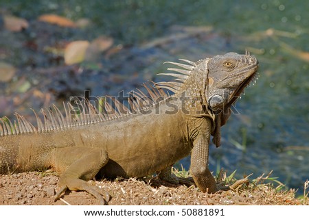 iguana basking in the sun