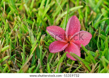 Water droplets on a beautiful pink flower laying in the grass.